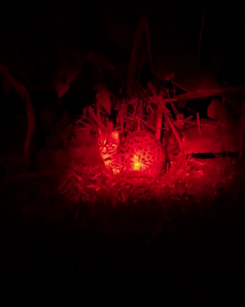 Sighting photo